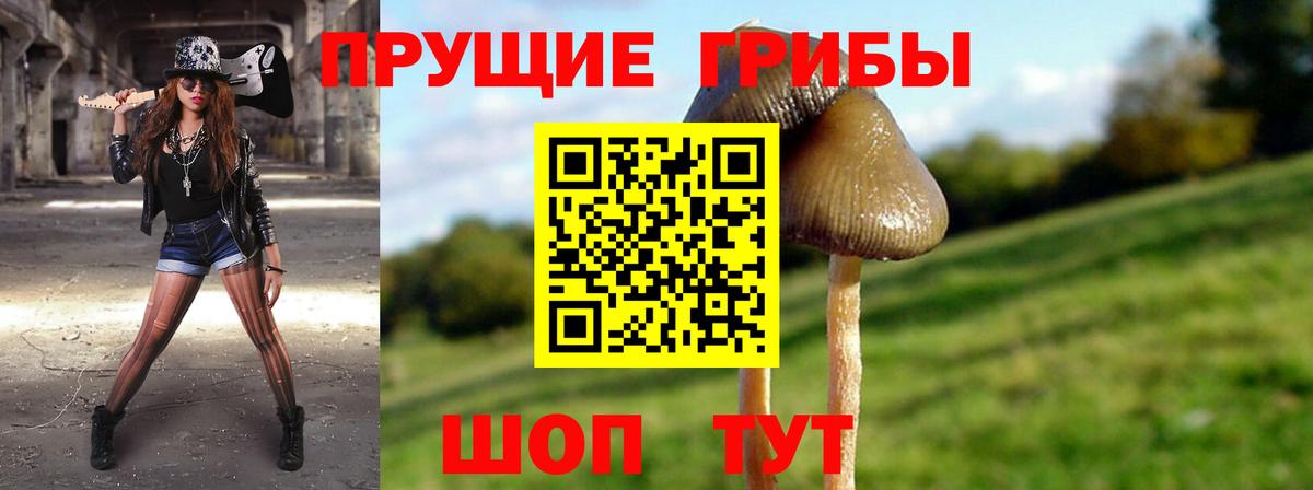 Туапсе  Псилоцибиновые грибы Cubensis  Вход с VPN 